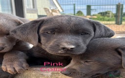 Labrador Retriever dogs for sale: KC Silver, Charcoal & Black Labs for sale - Image 27