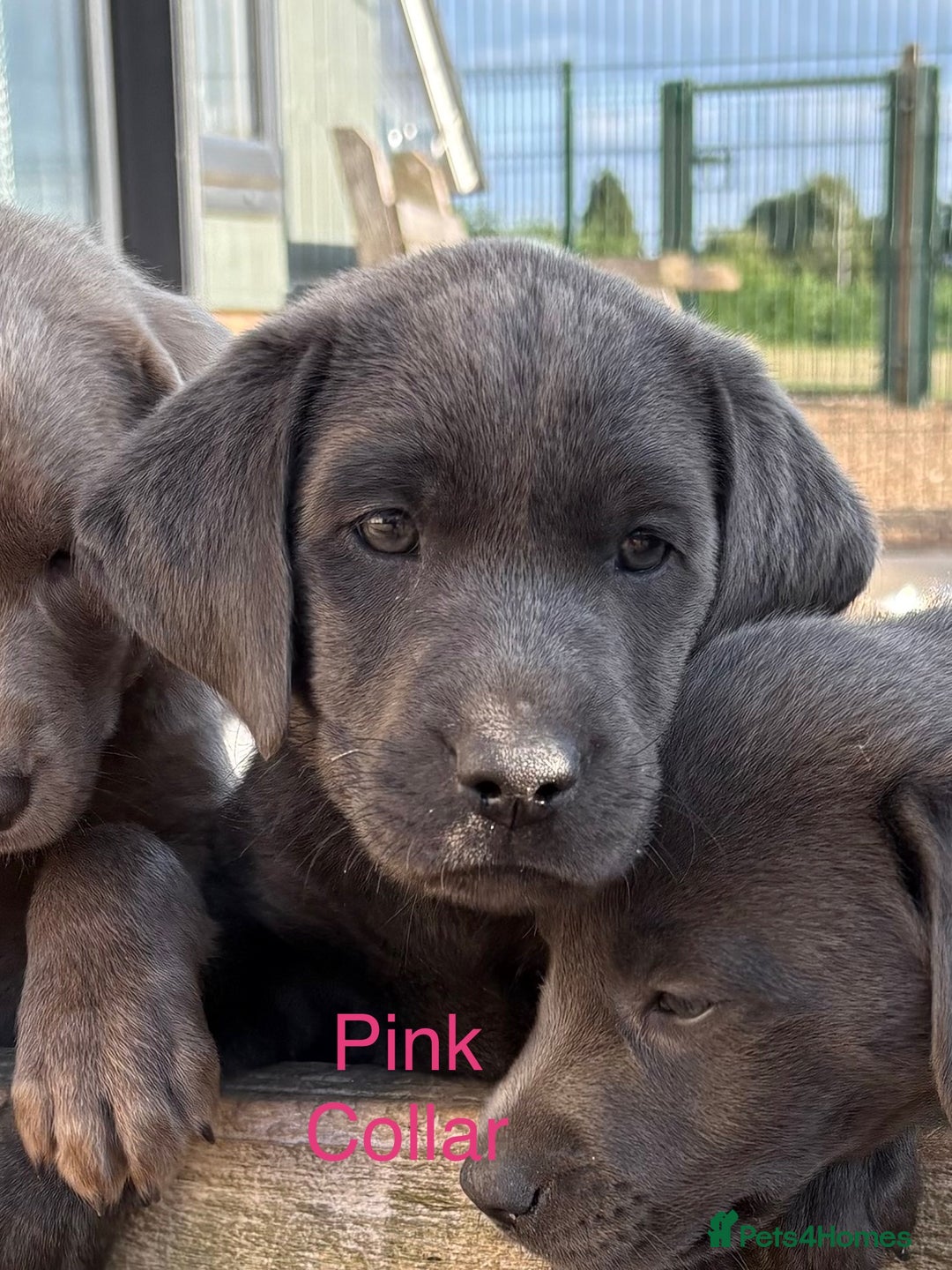 Labrador Retriever dogs for sale: KC Silver, Charcoal & Black Labs for sale - Image 27