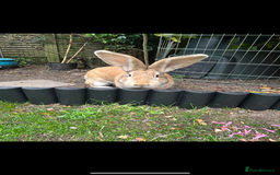 Continental Giant rabbits for sale: Mum and daughter continental giant  - Image 3