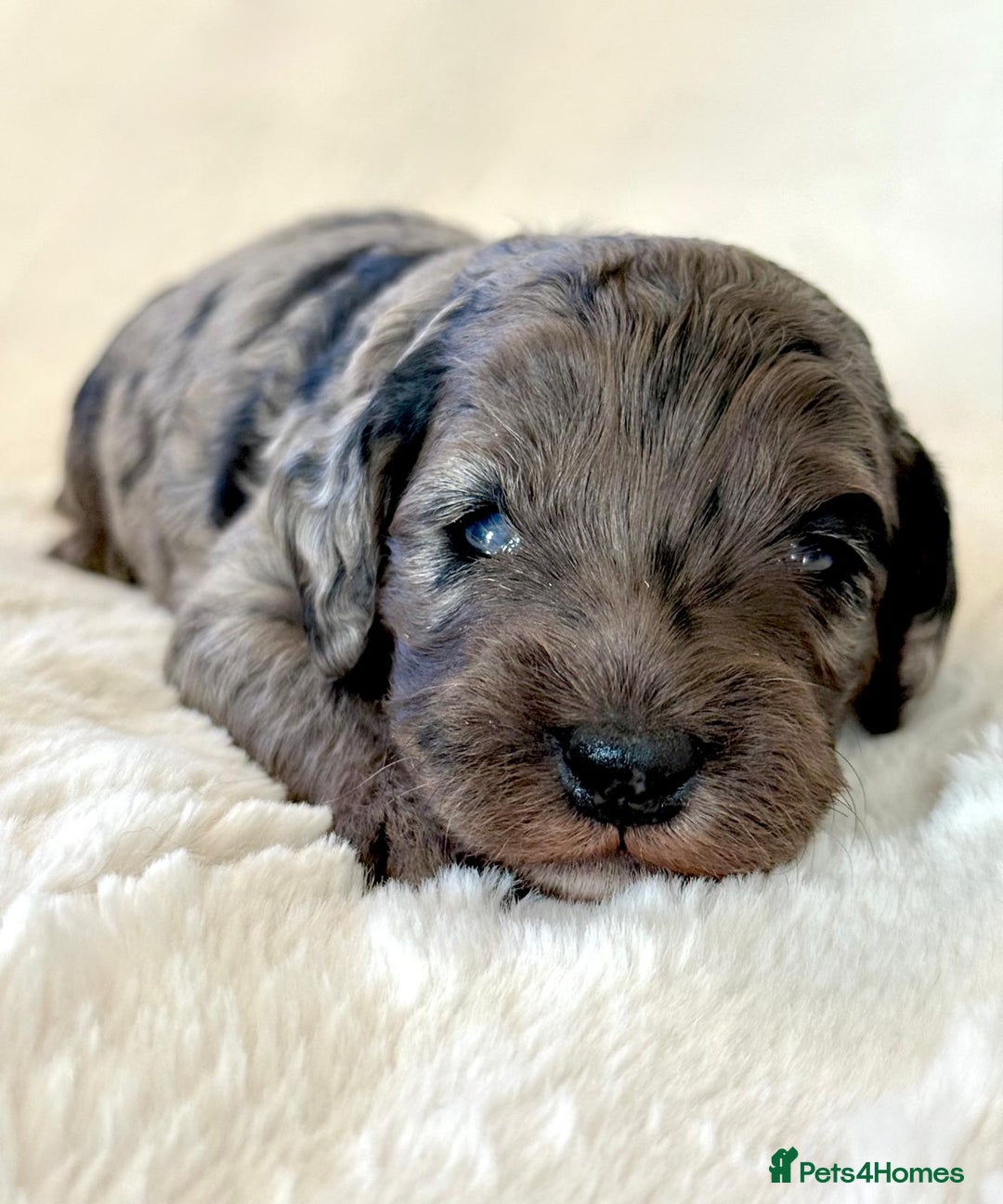 Cockapoo dogs for sale: F1b Miniature Cockapoo Pups Fully Health Tested - Advert 22