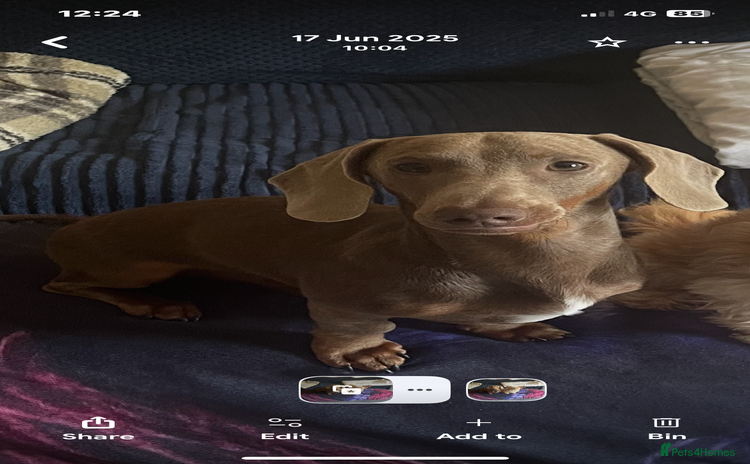 Dachshund dogs - Advert 6