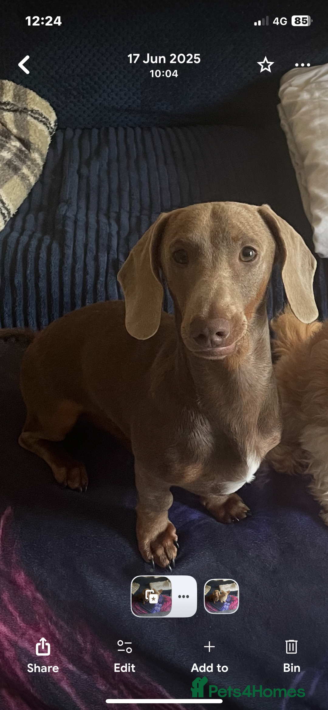 Dachshund dogs for sale: Dashund male (Hamish) 9 months old - Image 1