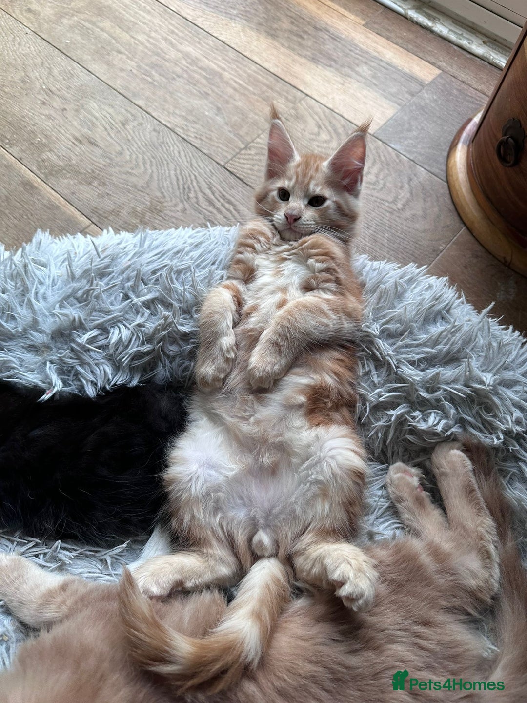 Maine Coon cats for sale: Ready now Beautiful chunky Maine coon kittens - Advert 24