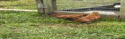 Chickens poultry for sale: MILLIE FLUER BARBU DUCCLE  - Advert 2