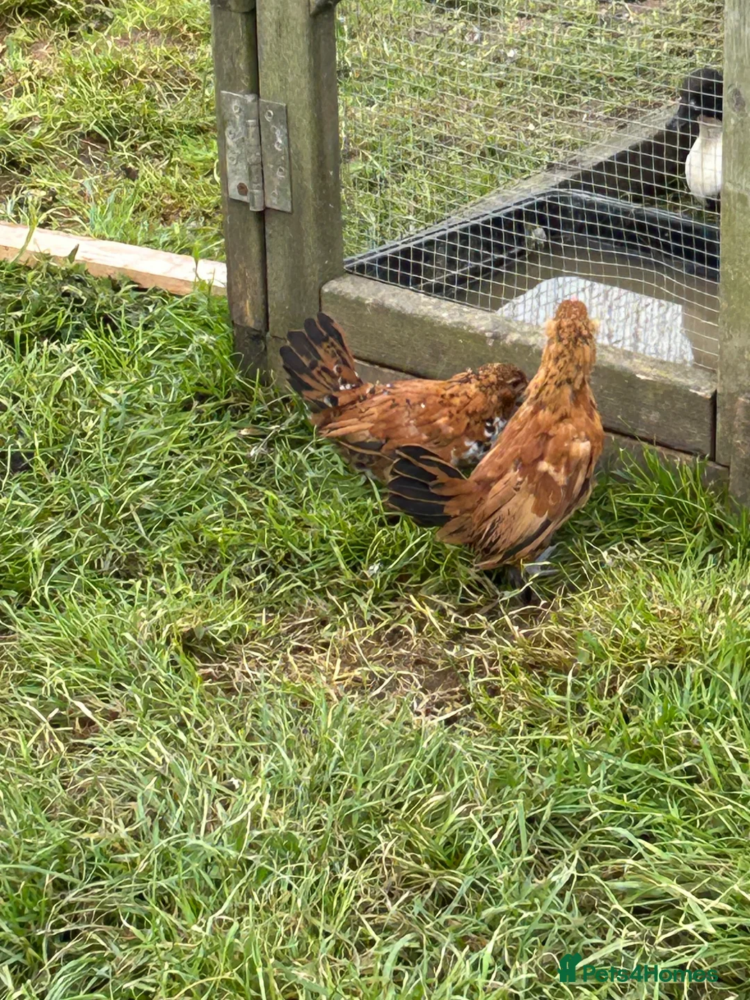 Chickens poultry for sale: MILLIE FLUER BARBU DUCCLE  - Advert 2
