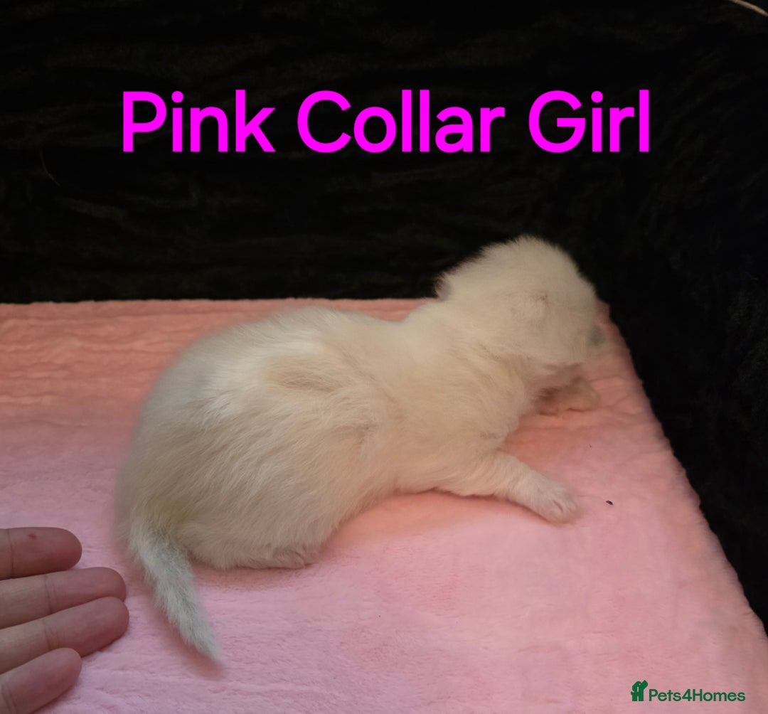 Ragdoll cats for sale: Chunky Ragdoll Kittens - Image 9