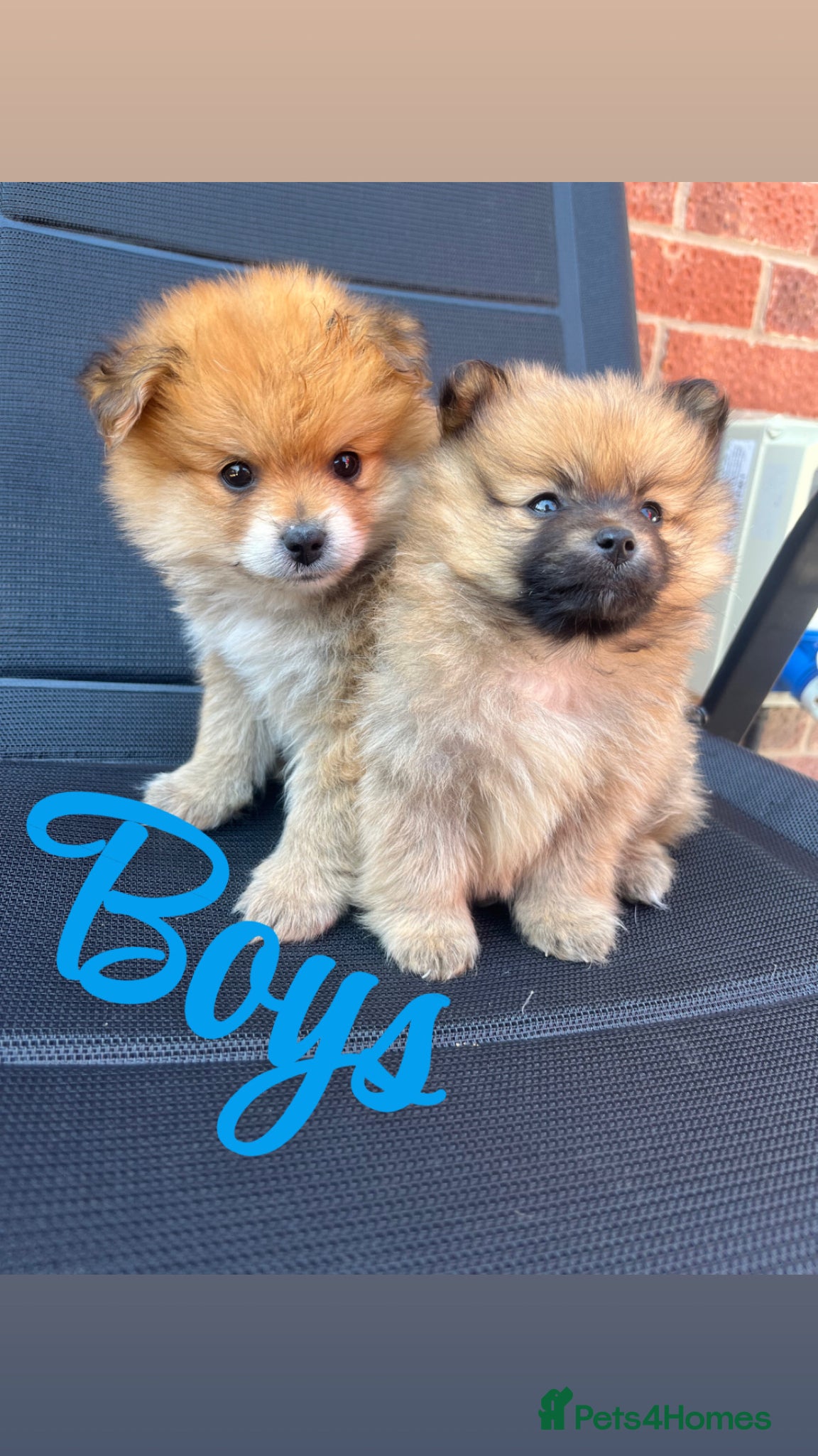 Pomeranian dogs for sale: Pomeranian puppies in Ledbury - Advert 7