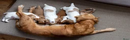 Cocker Spaniel dogs for sale: Beautiful KC Registered Cocker Spaniel Puppies  - Advert 1