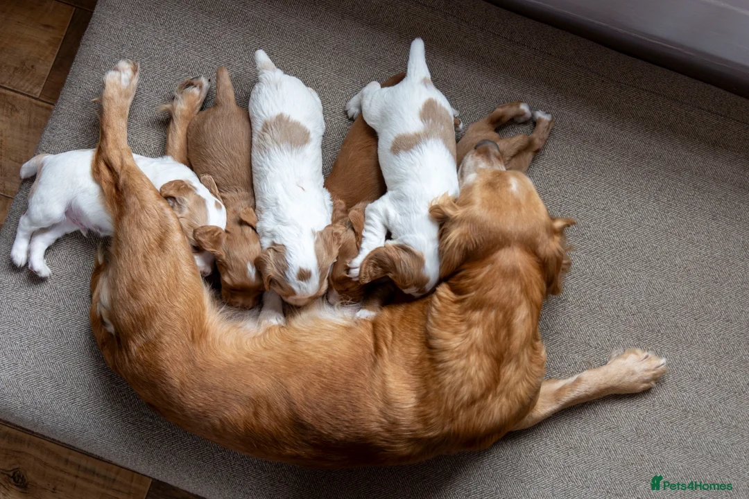 Cocker Spaniel dogs for sale: Beautiful KC Registered Cocker Spaniel Puppies  - Advert 1