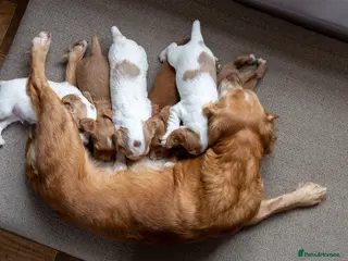 Cocker Spaniel dogs Beautiful KC Registered Cocker Spaniel Puppies - Advert 1