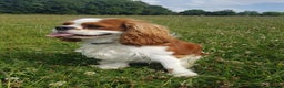 Cavalier King Charles Spaniel dogs for stud: KC Reg Cavalier King Charles Spaniel for Stud in Eastbourne - Advert 8
