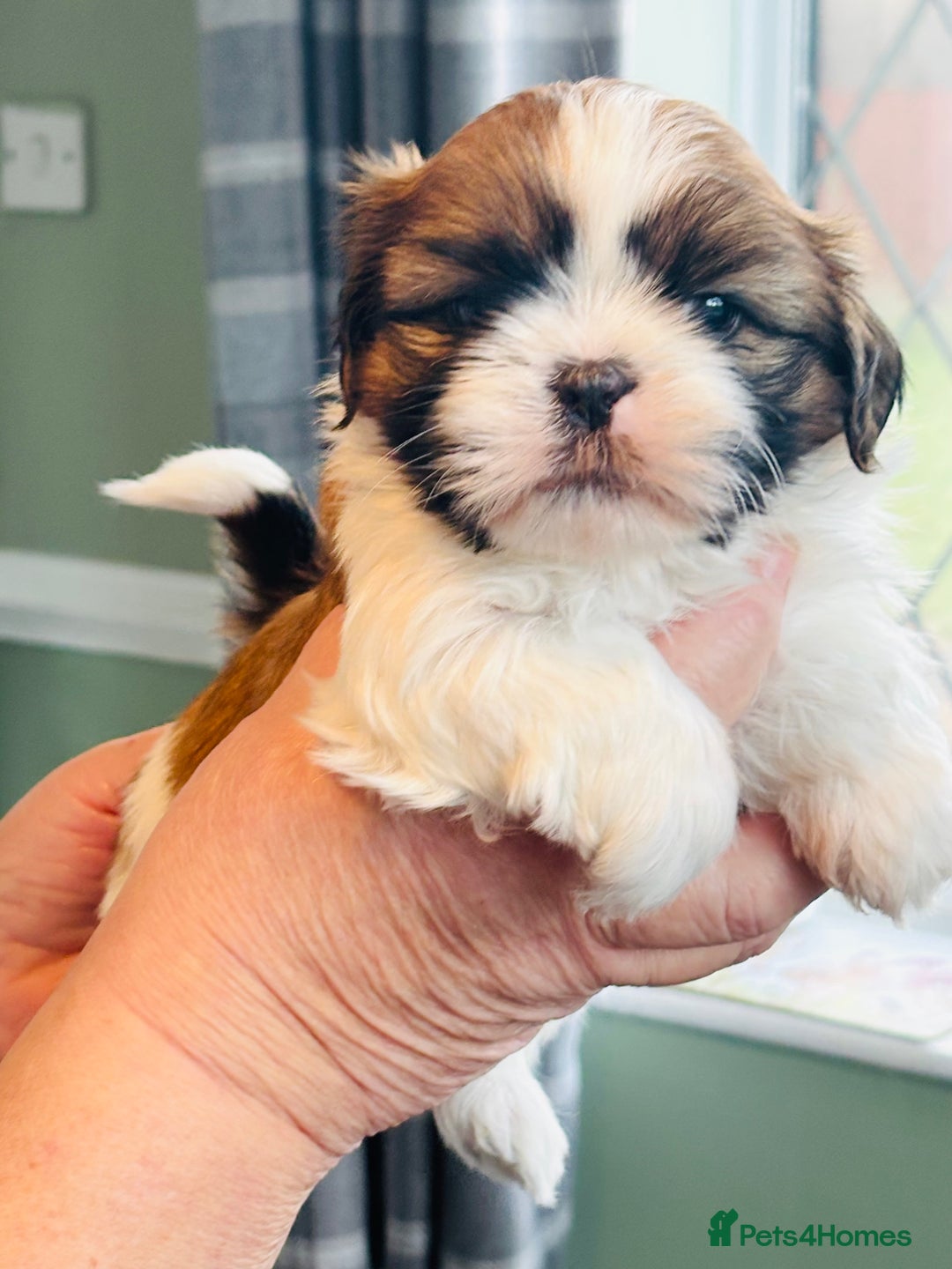 Shih Tzu dogs for sale: Kc reg adorable girls  - Advert 1