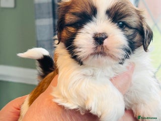 Shih Tzu dogs Kc reg adorable girls - Advert 15