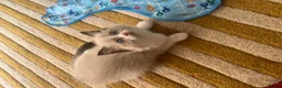 Ragdoll cats for sale: Ragdoll babies  - Advert 6