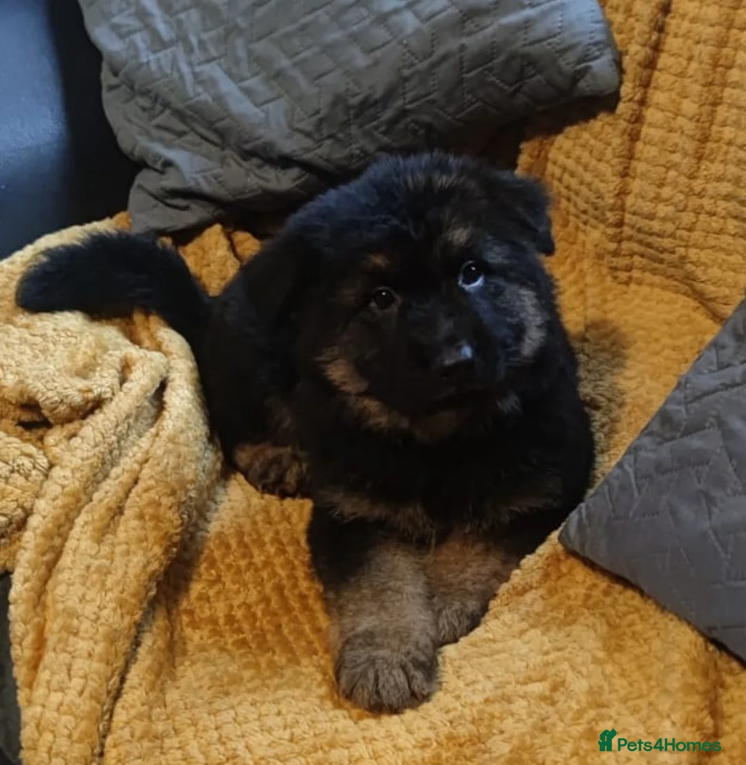 German Shepherd dogs for sale: Kc registered German shepherd puppies - Advert 1