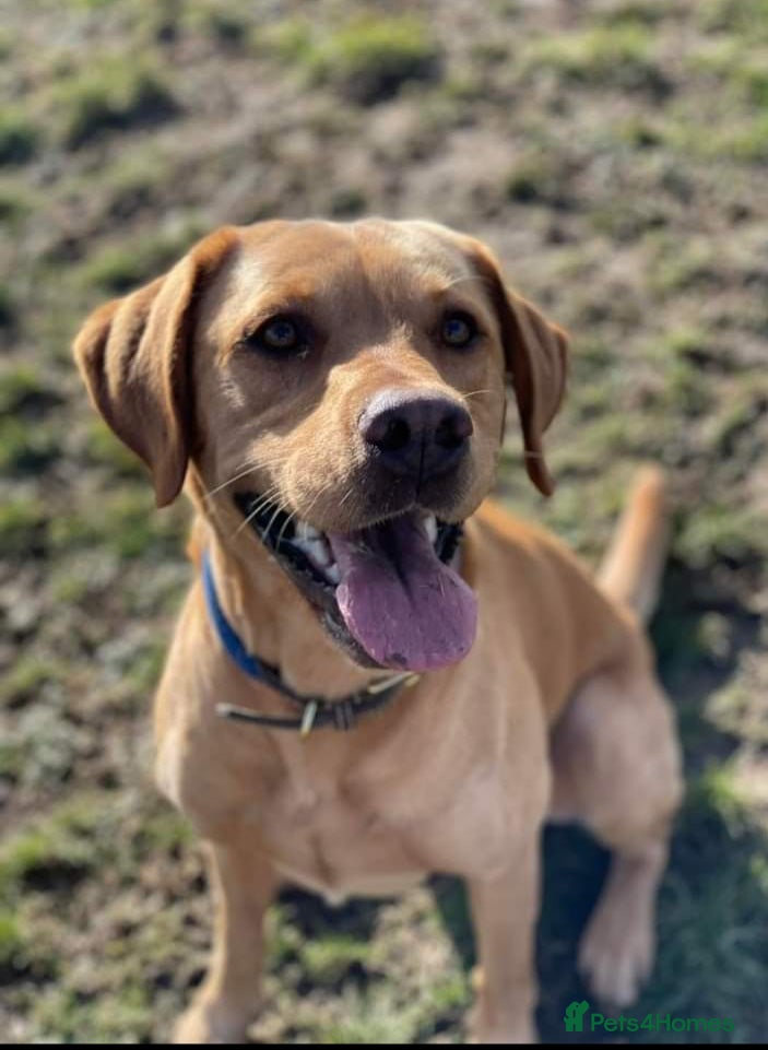 Labrador Retriever dogs Stud duties  (PROVEN) in Hengoed - Advert 4