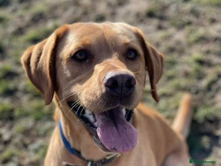 Labrador Retriever dogs in Hengoed - Advert 18