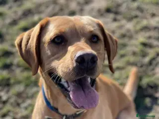 Labrador Retriever dogs Stud duties (PROVEN) in Hengoed - Advert 15