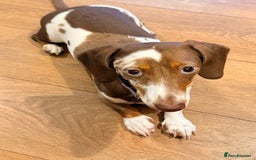 Miniature Dachshund dogs for sale: 8 month old miniature dachshund girl for sale - Image 4