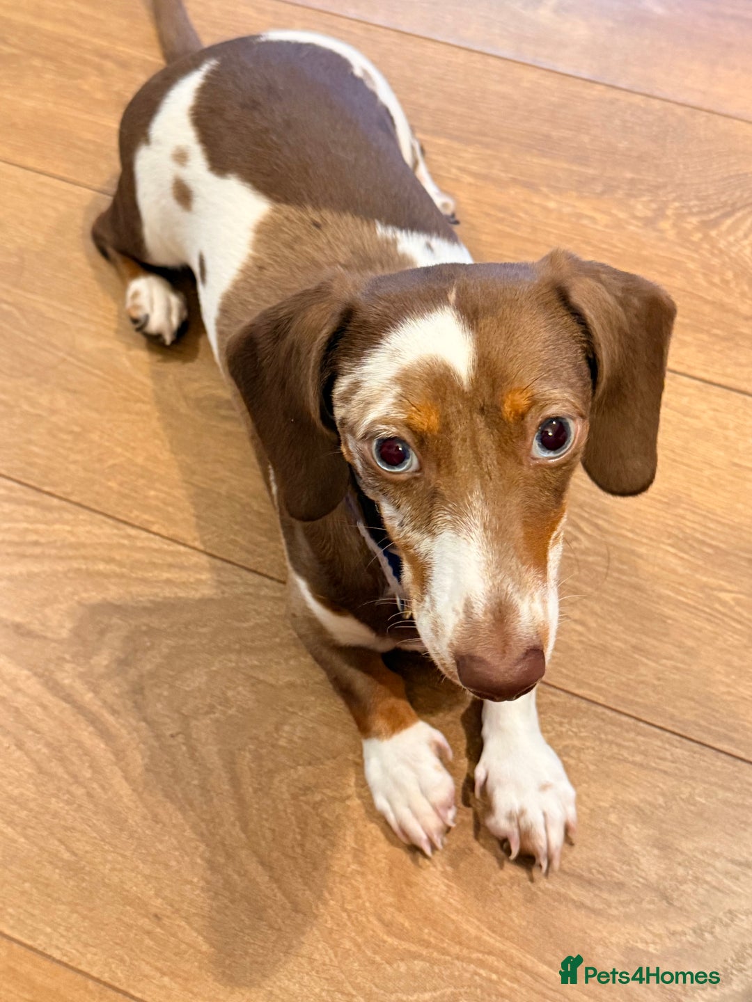 Miniature Dachshund dogs for sale: 8 month old miniature dachshund girl for sale - Image 4