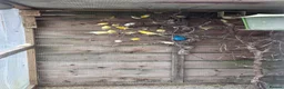Mixed Breed birds for sale:  Star, Gouldians, Grass Finch and canaries - Advert 4