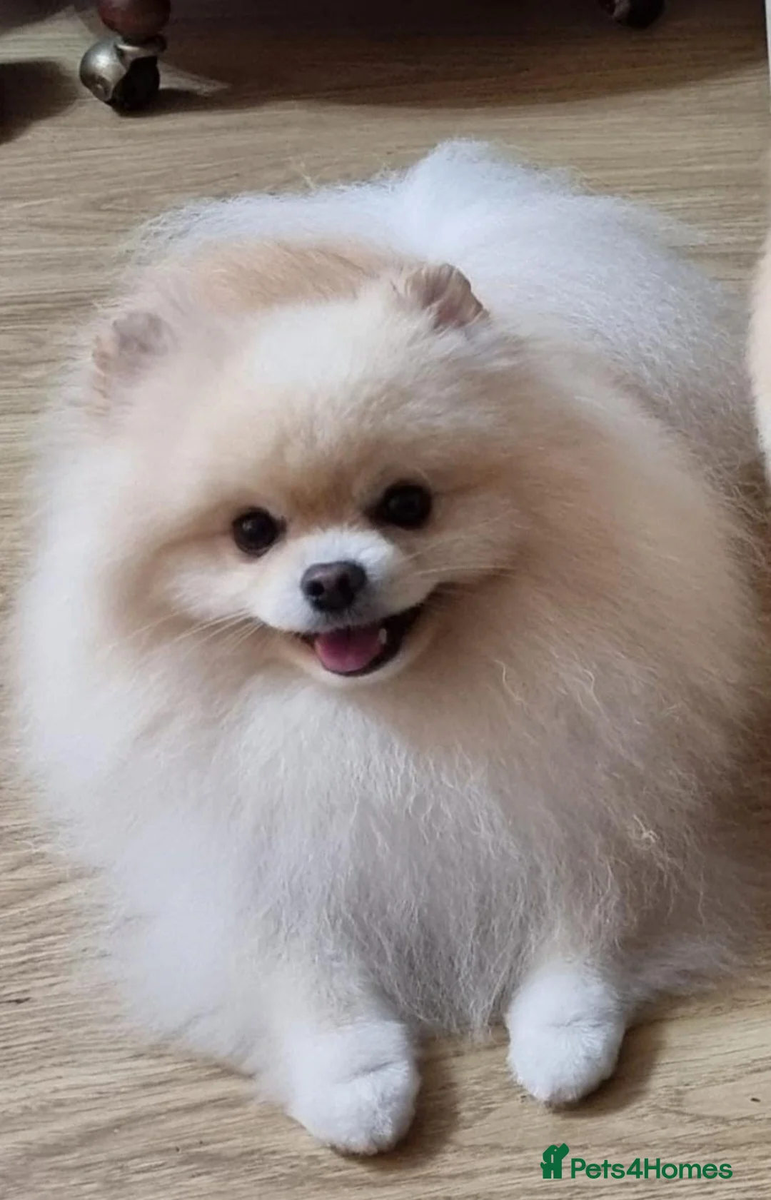 Pomeranian dogs for sale: Stunning cream Teddy purebreed Russian/Ukrainian🌟 - Advert 8