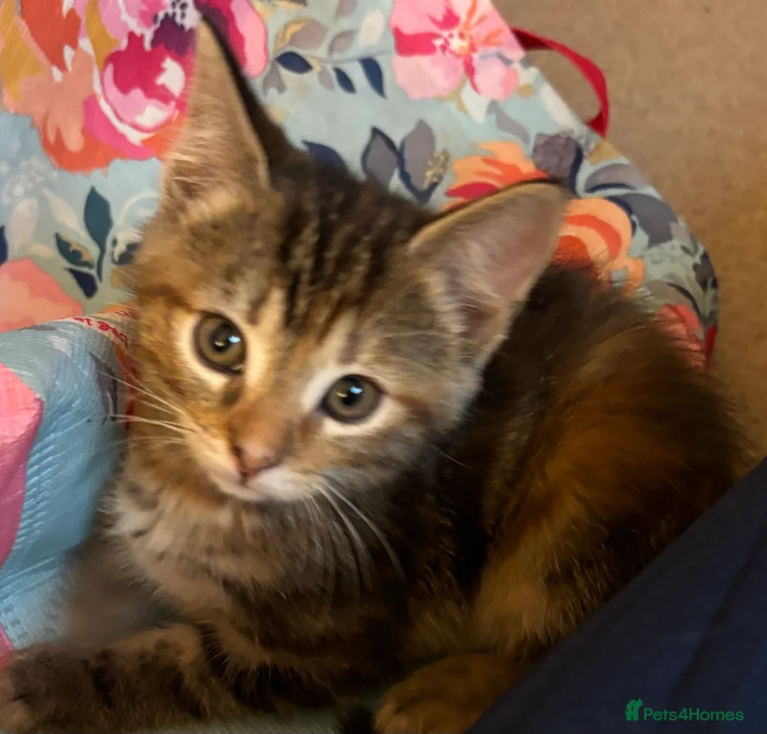 Mixed Breed cats for sale: Kittens available end of October  - Advert 2