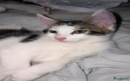 Mixed Breed cats for sale: 2 male kittens for sale - Image 8