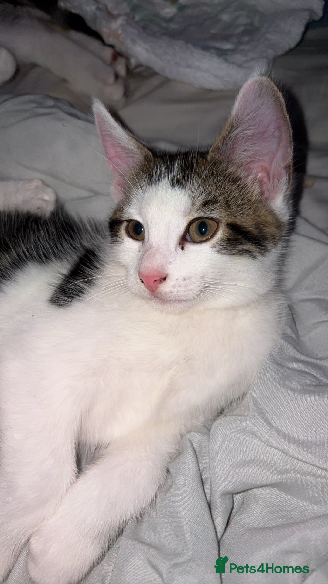 Mixed Breed cats for sale: 2 male kittens for sale - Image 8