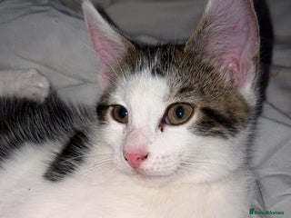 Mixed Breed cats - Advert 5