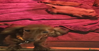 Miniature Dachshund dogs - Advert 11