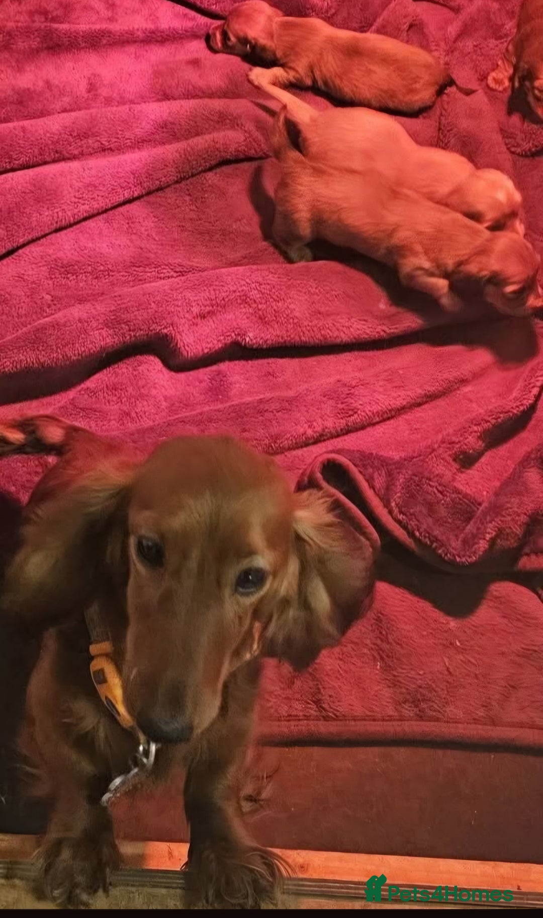 Miniature Dachshund dogs for sale: Miniature long-haired puppies  - Image 2