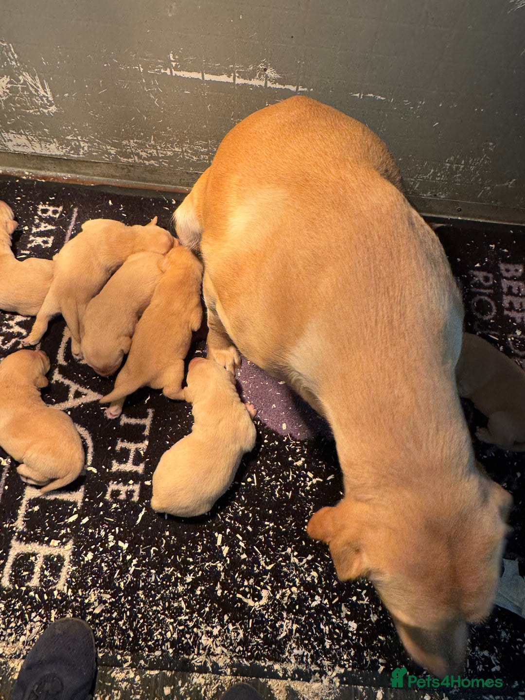 Labrador Retriever dogs for sale: Labrador retriever  - Advert 3