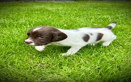 English Springer Spaniel dogs for sale: KC registered, English Springer Spaniel puppies  - Image 9