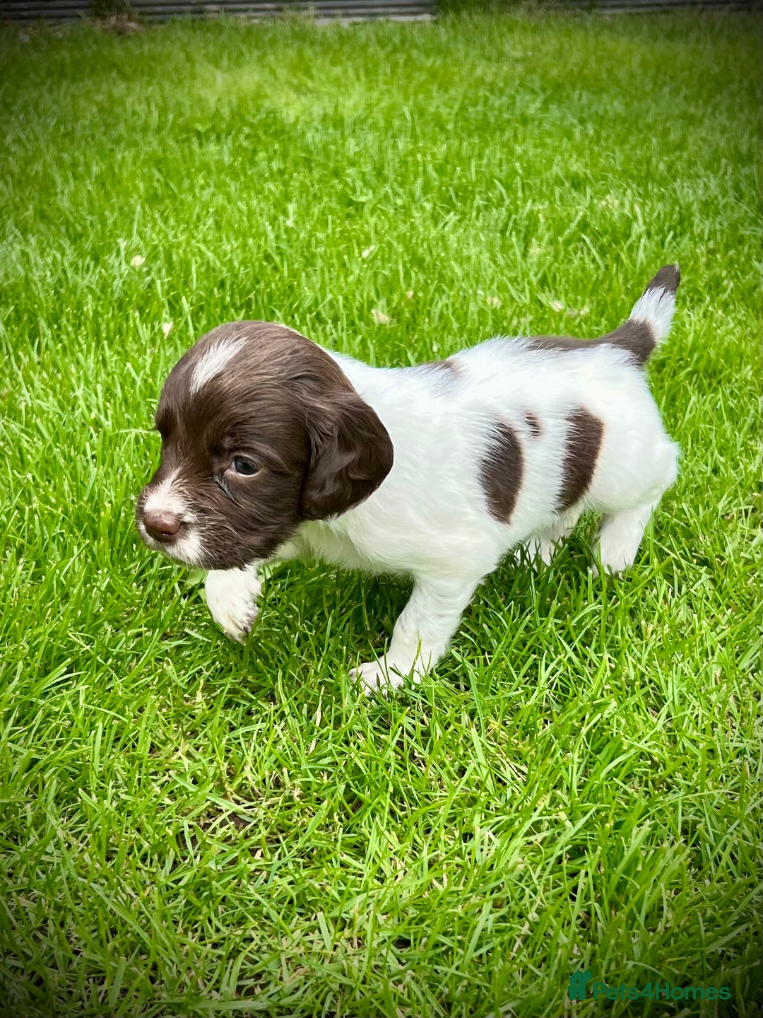 English Springer Spaniel dogs for sale: KC registered, English Springer Spaniel puppies  - Image 9
