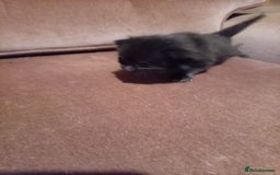 Mixed Breed cats for sale: Four mixed breed British short kittens - Image 20