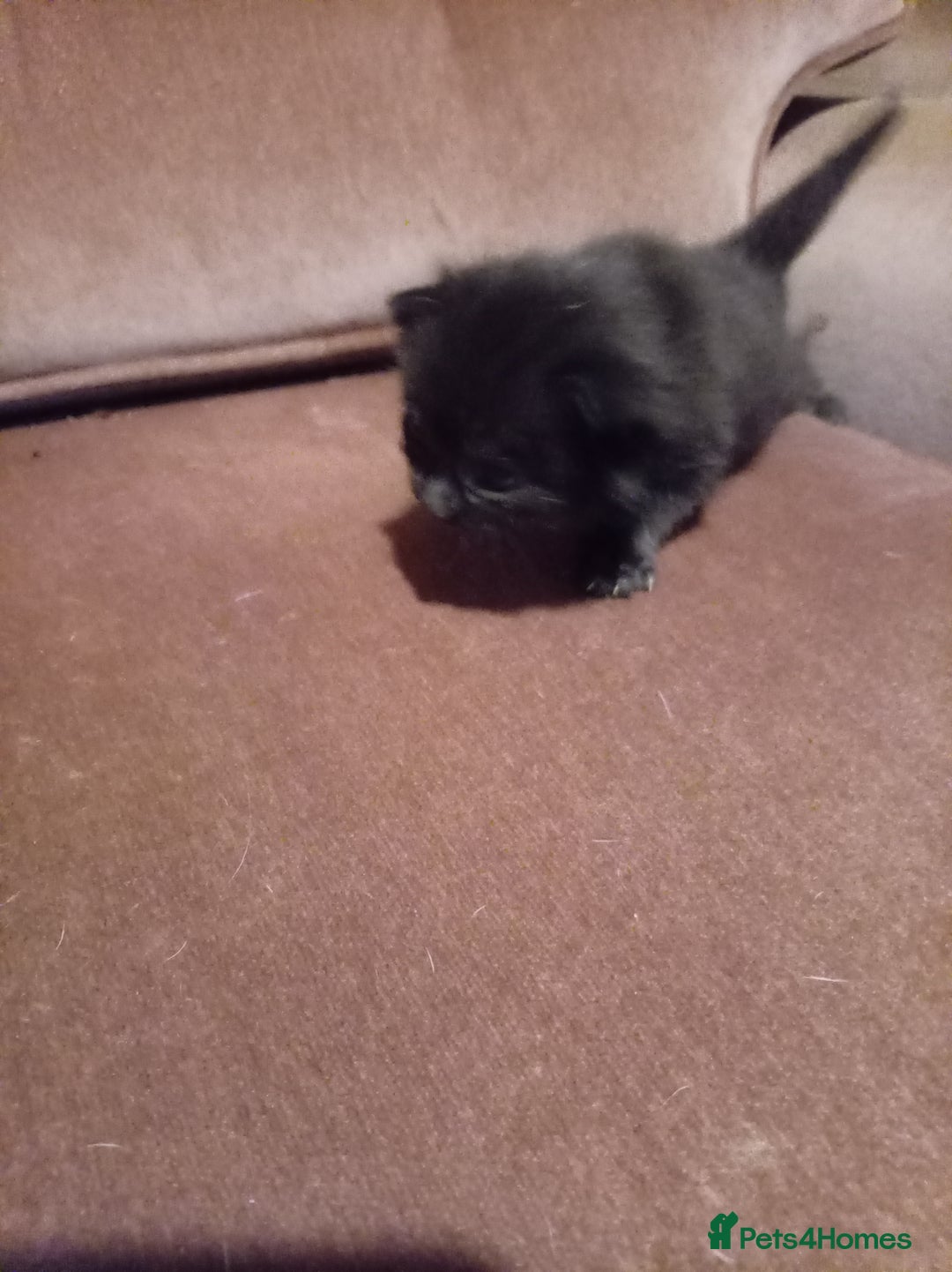 Mixed Breed cats for sale: Four mixed breed British short kittens - Image 20