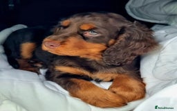 Cocker Spaniel dogs for sale: Kc registered puppies field trial pedigree - Image 6