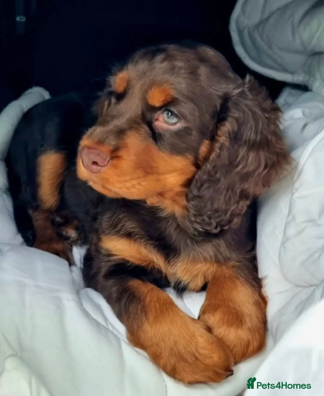 Cocker Spaniel dogs for sale: Kc registered puppies field trial pedigree - Image 6