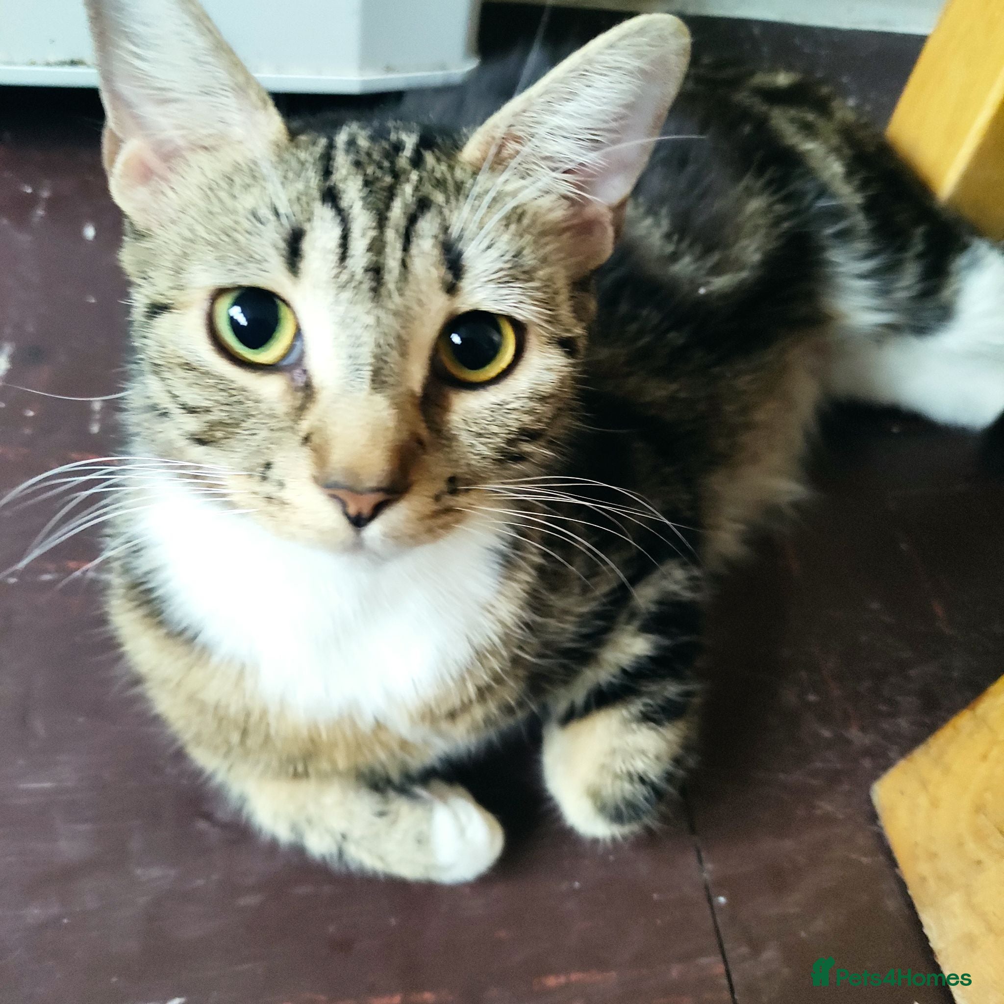 Mixed Breed cats Male Kitten – 4 Weeks Old (Not Ready Yet) - Advert 1