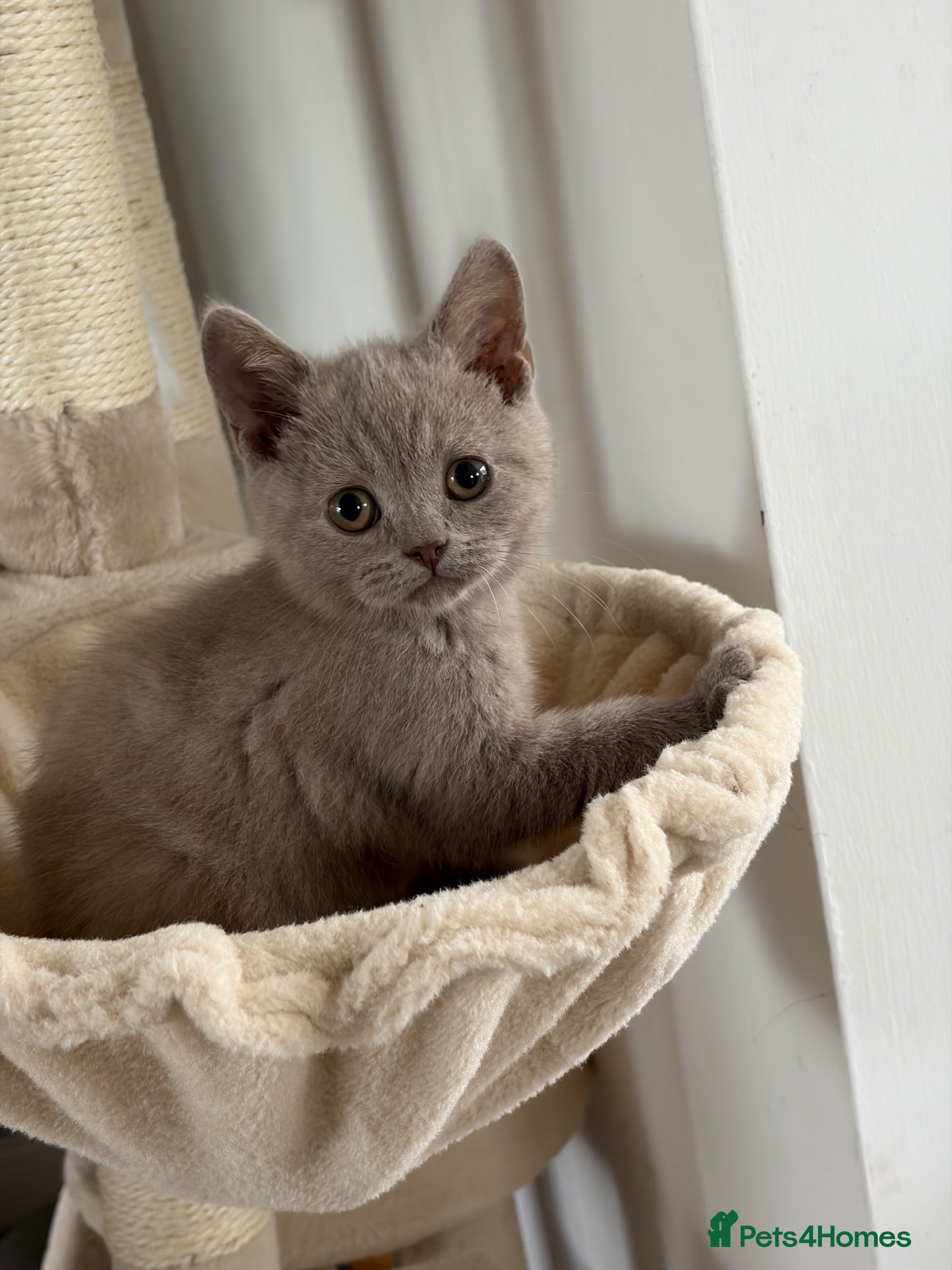 British Shorthair cats BSH kittens Ready Now - Advert 1