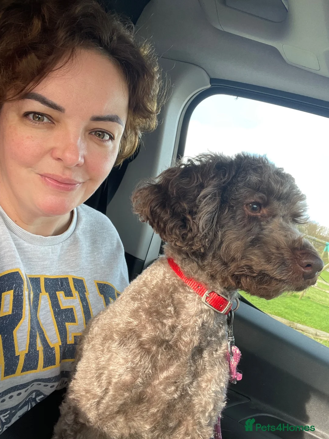 Toy Poodle dogs for sale: Beautiful litter of phantom poodles  - Advert 2