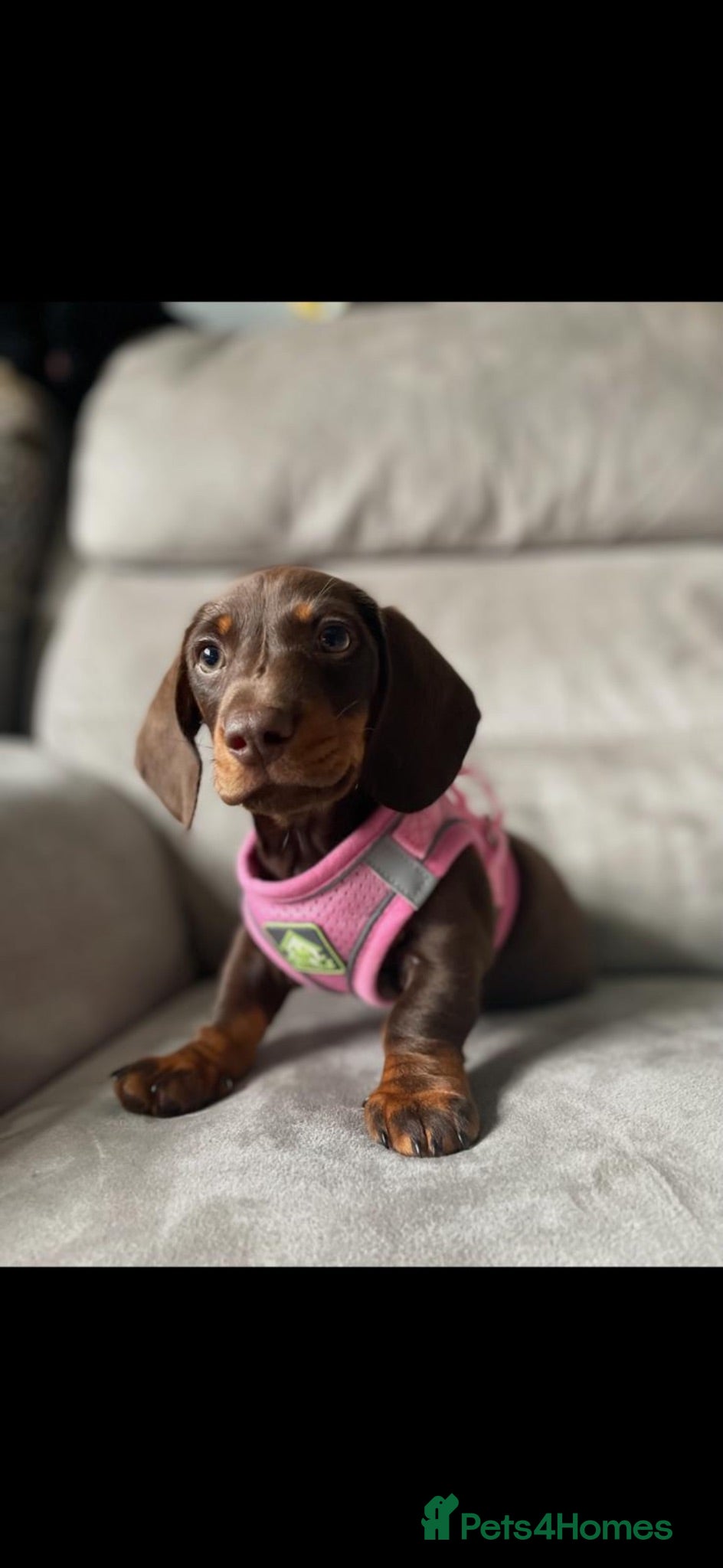 Miniature Dachshund dogs Miniature dachshund for sale  - Advert 6