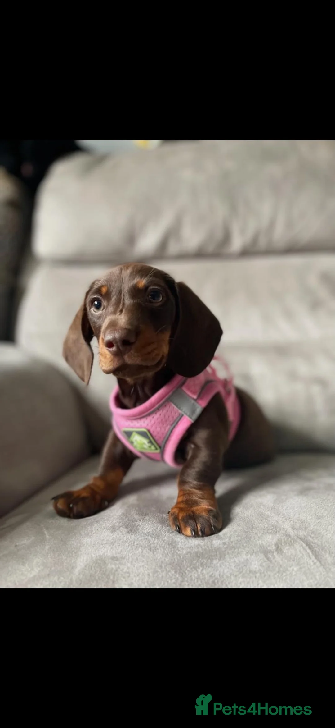 Miniature Dachshund dogs for sale: Miniature dachshund for sale  in Witney - Advert 1