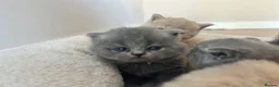 British Shorthair cats for sale: Breathtaking purebred British shorthair kittens - Advert 2