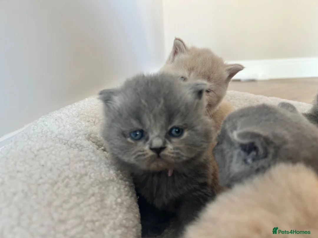 British Shorthair cats for sale: Breathtaking purebred British shorthair kittens - Advert 2