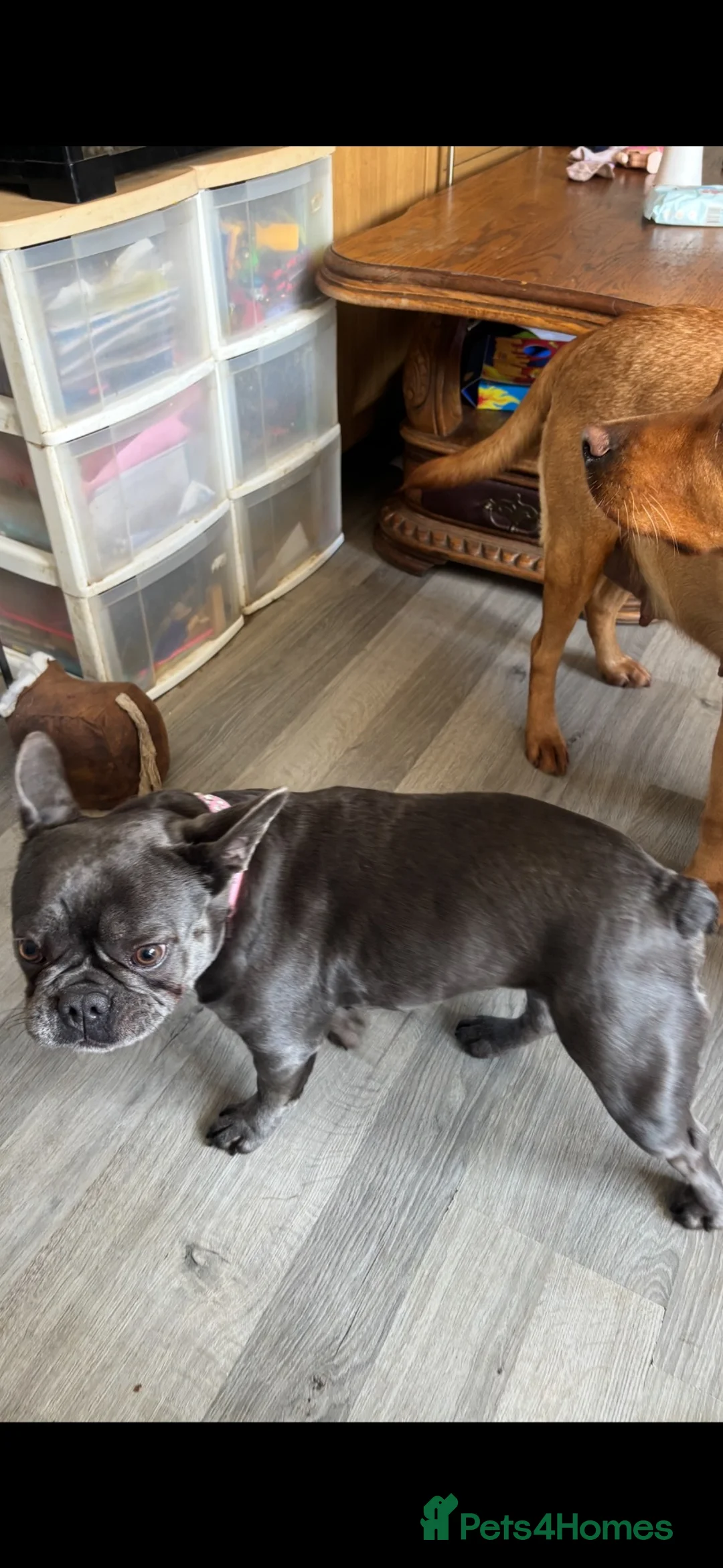 French Bulldog dogs for sale: Female blue French bull dog - Advert 2