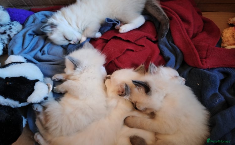 Ragdoll cats - Advert 2