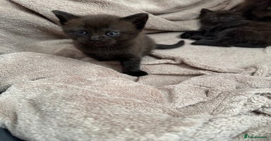 Ragdoll cats - Advert 10