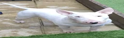 English Bull Terrier dogs for sale: English bull terrier puppy (female)  - Advert 6